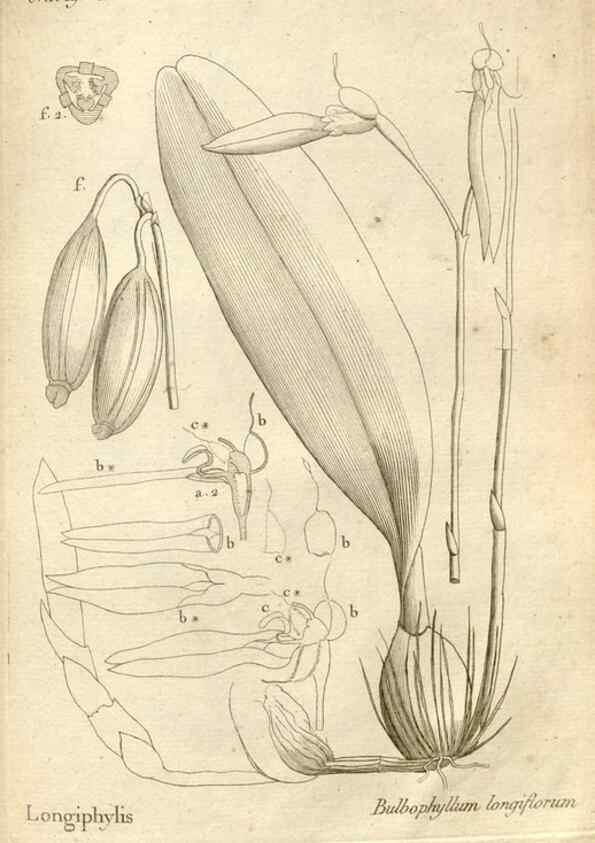 Reproducción/Reproduction 49120943183: Histoire particulière des plantes Orchidées recueillies sur les trois îles australes d'Afrique, de France, de Bourbon et de Madagascar /. Paris :L'auteur,1822.. 