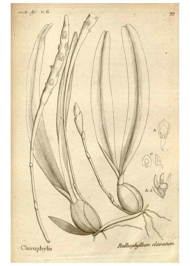 Reproducción/Reproduction 49120943528: Histoire particulière des plantes Orchidées recueillies sur les trois îles australes d'Afrique, de France, de Bourbon et de Madagascar /. Paris :L'auteur,1822.. 