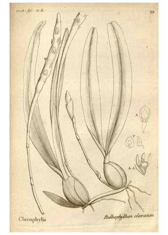 Reproducción/Reproduction 49120943528: Histoire particulière des plantes Orchidées recueillies sur les trois îles australes d'Afrique, de France, de Bourbon et de Madagascar /. Paris :L'auteur,1822.. 