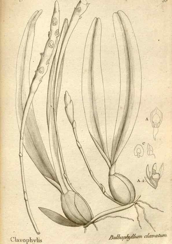 Reproducción/Reproduction 49120943528: Histoire particulière des plantes Orchidées recueillies sur les trois îles australes d'Afrique, de France, de Bourbon et de Madagascar /. Paris :L'auteur,1822.. 