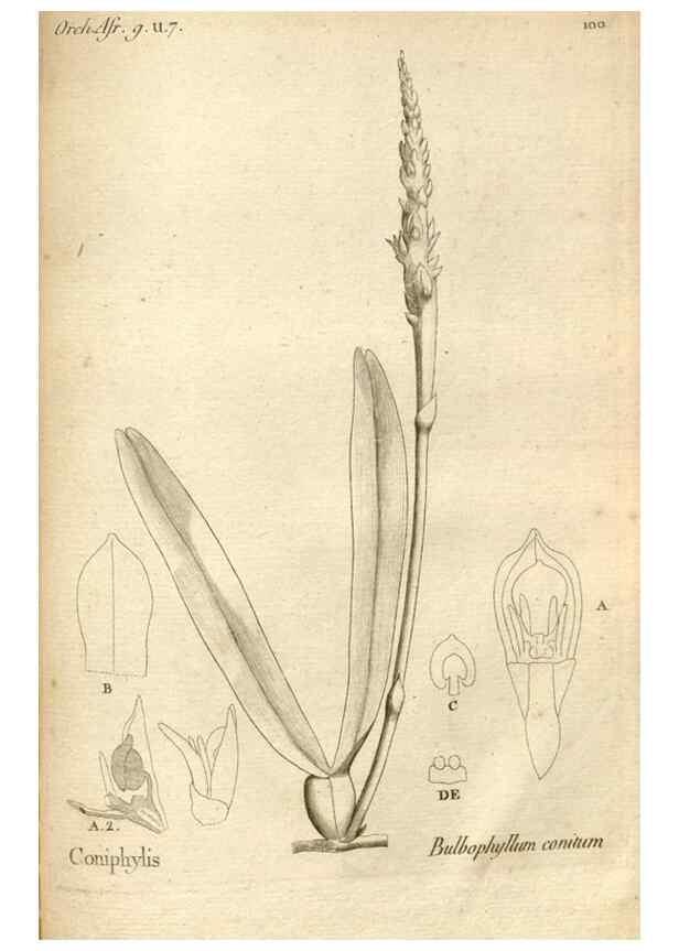 Reproducción/Reproduction 49121637157: Histoire particulière des plantes Orchidées recueillies sur les trois îles australes d'Afrique, de France, de Bourbon et de Madagascar /. Paris :L'auteur,1822.. 