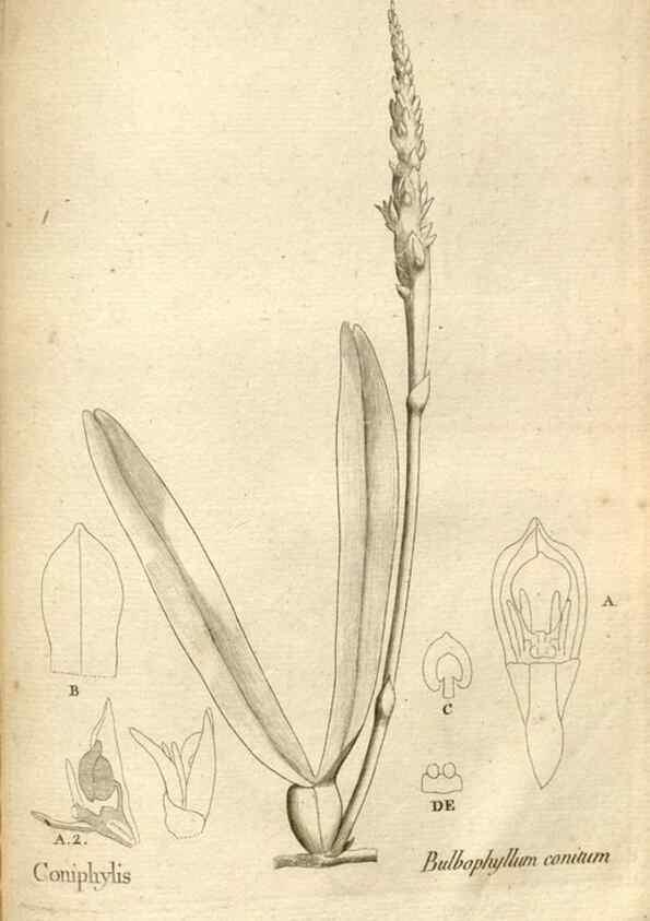 Reproducción/Reproduction 49121637157: Histoire particulière des plantes Orchidées recueillies sur les trois îles australes d'Afrique, de France, de Bourbon et de Madagascar /. Paris :L'auteur,1822.. 