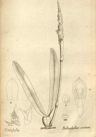 Reproducción/Reproduction 49121637157: Histoire particulière des plantes Orchidées recueillies sur les trois îles australes d'Afrique, de France, de Bourbon et de Madagascar /. Paris :L'auteur,1822.. 