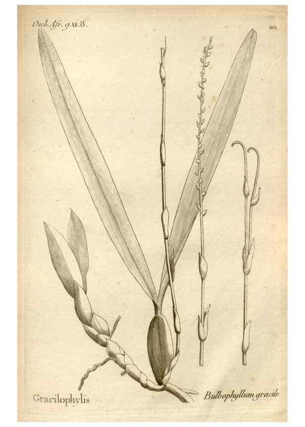 Reproducción/Reproduction 49120944173: Histoire particulière des plantes Orchidées recueillies sur les trois îles australes d'Afrique, de France, de Bourbon et de Madagascar /. Paris :L'auteur,1822.. 