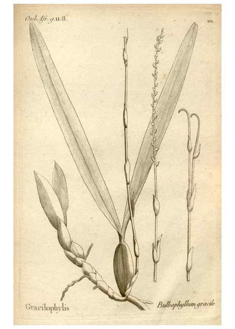 Reproducción/Reproduction 49120944173: Histoire particulière des plantes Orchidées recueillies sur les trois îles australes d'Afrique, de France, de Bourbon et de Madagascar /. Paris :L'auteur,1822.. 