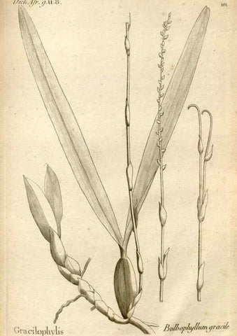 Reproducción/Reproduction 49120944173: Histoire particulière des plantes Orchidées recueillies sur les trois îles australes d'Afrique, de France, de Bourbon et de Madagascar /. Paris :L'auteur,1822.. 