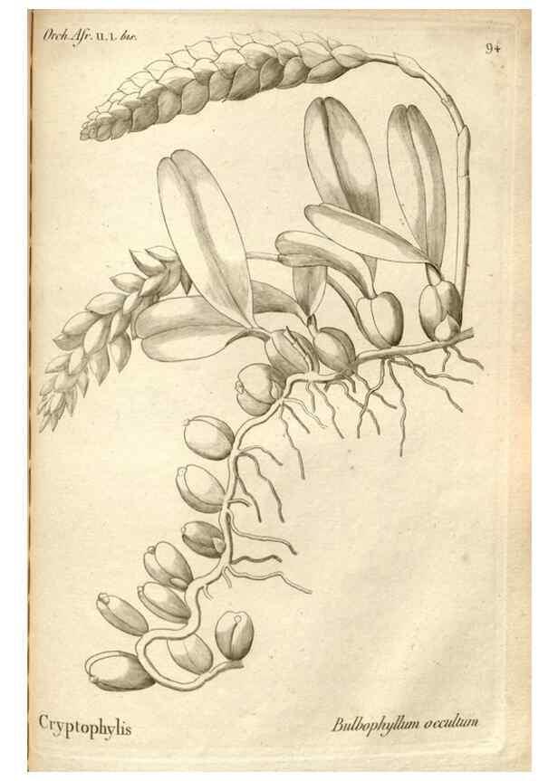 Reproducción/Reproduction 49121444401: Histoire particulière des plantes Orchidées recueillies sur les trois îles australes d'Afrique, de France, de Bourbon et de Madagascar /. Paris :L'auteur,1822.. 