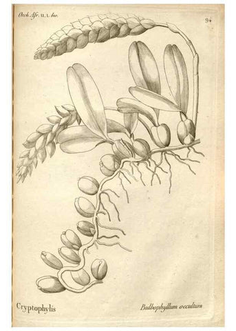 Reproducción/Reproduction 49121444401: Histoire particulière des plantes Orchidées recueillies sur les trois îles australes d'Afrique, de France, de Bourbon et de Madagascar /. Paris :L'auteur,1822.. 