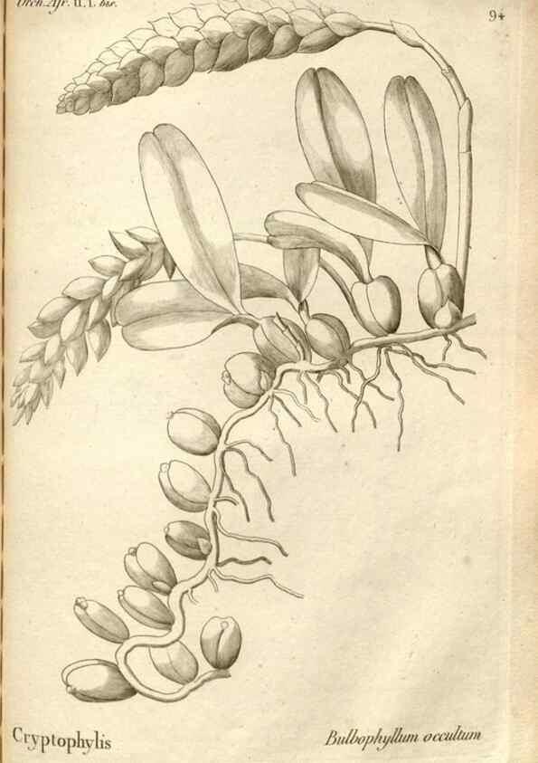 Reproducción/Reproduction 49121444401: Histoire particulière des plantes Orchidées recueillies sur les trois îles australes d'Afrique, de France, de Bourbon et de Madagascar /. Paris :L'auteur,1822.. 