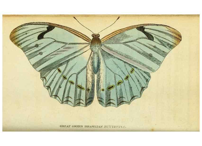 Reproducción/Reproduction 49122385176: The Naturalist's Pocket Magazine or compleat cabinet of the curiosities and beauties of nature.. London.. 