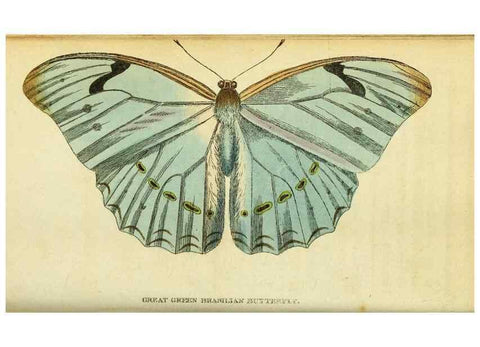 Reproducción/Reproduction 49122385176: The Naturalist's Pocket Magazine or compleat cabinet of the curiosities and beauties of nature.. London.. 