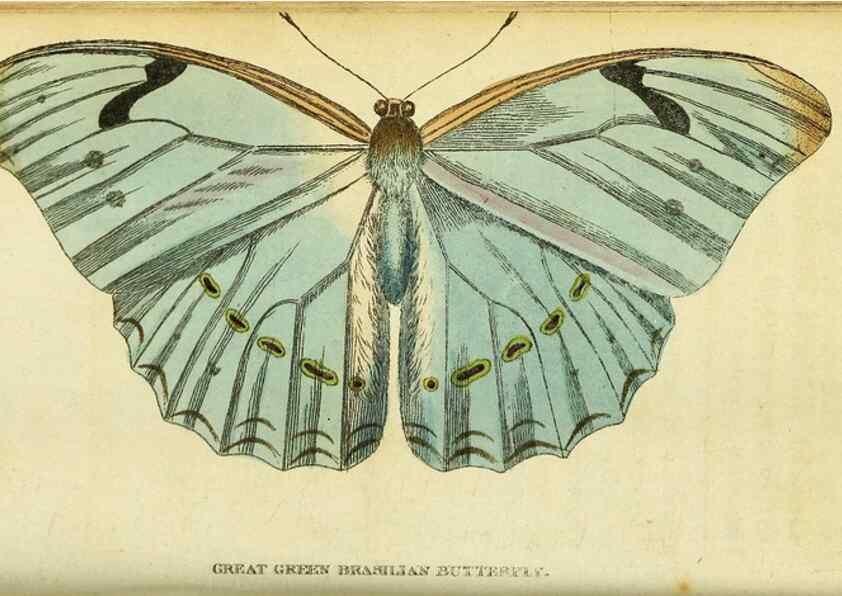 Reproducción/Reproduction 49122385176: The Naturalist's Pocket Magazine or compleat cabinet of the curiosities and beauties of nature.. London.. 