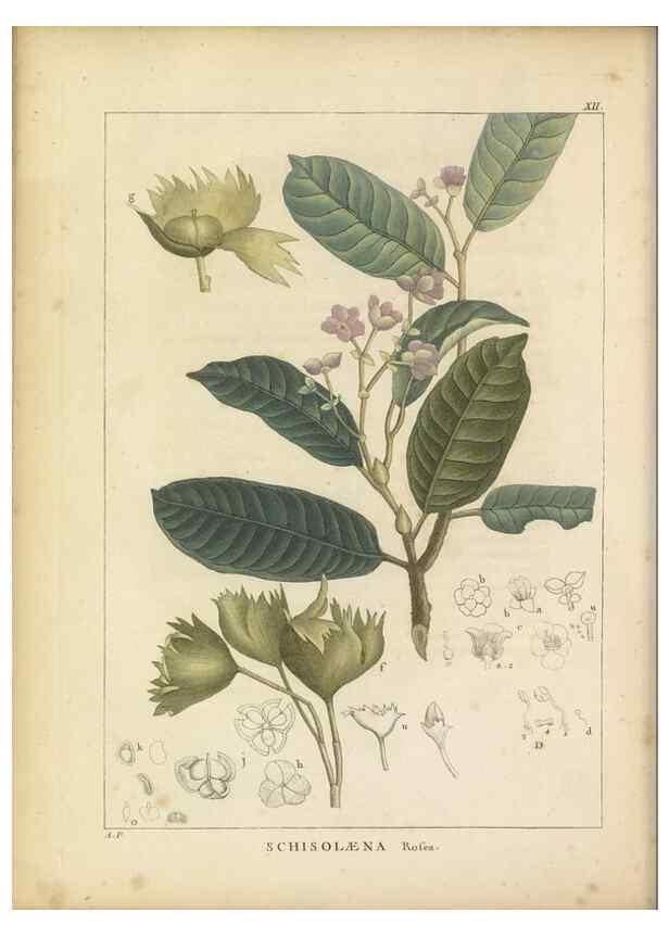 Reproducción/Reproduction 49121633516: Histoire des végétaux recueilles dans les isles australes d'Afrique.. 1806.. 