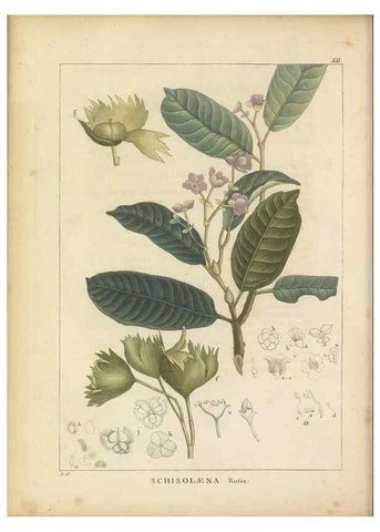 Reproducción/Reproduction 49121633516: Histoire des végétaux recueilles dans les isles australes d'Afrique.. 1806.. 