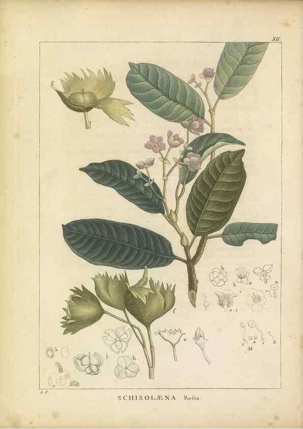 Reproducción/Reproduction 49121633516: Histoire des végétaux recueilles dans les isles australes d'Afrique.. 1806.. 