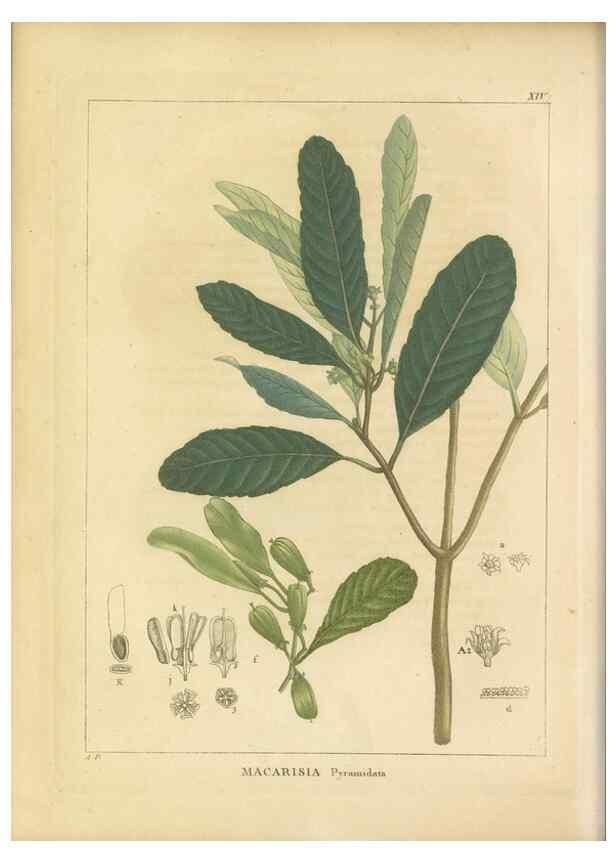 Reproducción/Reproduction 49121823487: Histoire des végétaux recueilles dans les isles australes d'Afrique.. 1806.. 