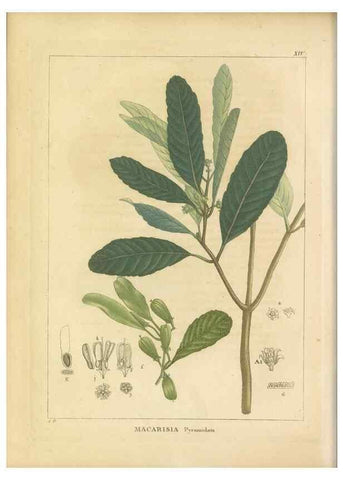 Reproducción/Reproduction 49121823487: Histoire des végétaux recueilles dans les isles australes d'Afrique.. 1806.. 