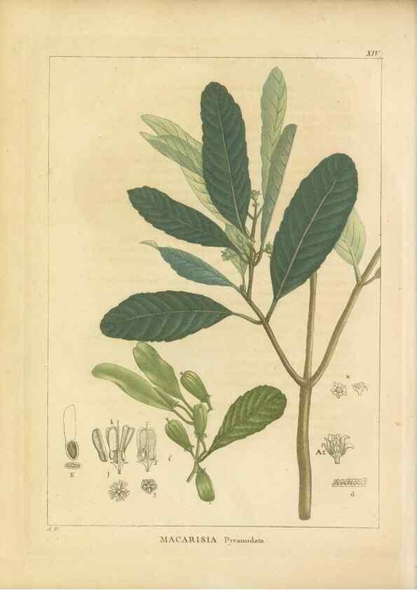 Reproducción/Reproduction 49121823487: Histoire des végétaux recueilles dans les isles australes d'Afrique.. 1806.. 