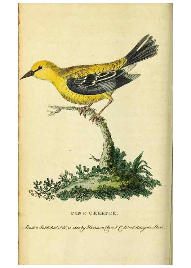 Reproducción/Reproduction 49122378086: The Naturalist's Pocket Magazine or compleat cabinet of the curiosities and beauties of nature.. London.. 