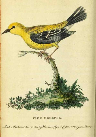 Reproducción/Reproduction 49122378086: The Naturalist's Pocket Magazine or compleat cabinet of the curiosities and beauties of nature.. London.. 