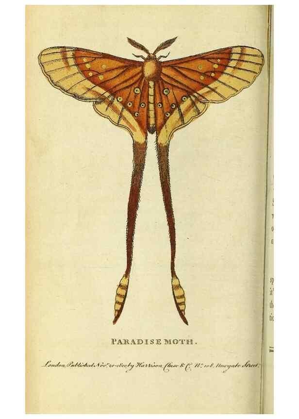 Reproducción/Reproduction 49122378596: The Naturalist's Pocket Magazine or compleat cabinet of the curiosities and beauties of nature.. London.. 