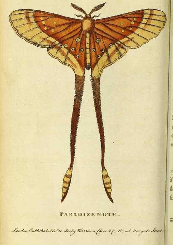 Reproducción/Reproduction 49122378596: The Naturalist's Pocket Magazine or compleat cabinet of the curiosities and beauties of nature.. London.. 