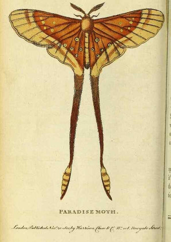 Reproducción/Reproduction 49122378596: The Naturalist's Pocket Magazine or compleat cabinet of the curiosities and beauties of nature.. London.. 
