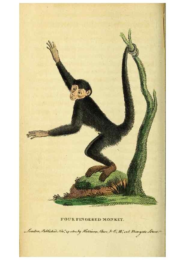 Reproducción/Reproduction 49122379036: The Naturalist's Pocket Magazine or compleat cabinet of the curiosities and beauties of nature.. London.. 