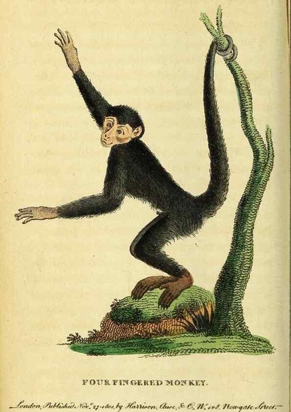 Reproducción/Reproduction 49122379036: The Naturalist's Pocket Magazine or compleat cabinet of the curiosities and beauties of nature.. London.. 