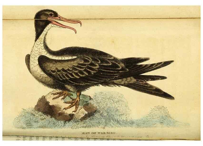 Reproducción/Reproduction 49122566777: The Naturalist's Pocket Magazine or compleat cabinet of the curiosities and beauties of nature.. London.. 