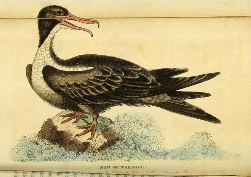 Reproducción/Reproduction 49122566777: The Naturalist's Pocket Magazine or compleat cabinet of the curiosities and beauties of nature.. London.. 