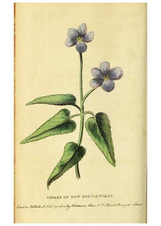 Reproducción/Reproduction 49122567307: The Naturalist's Pocket Magazine or compleat cabinet of the curiosities and beauties of nature.. London.. 
