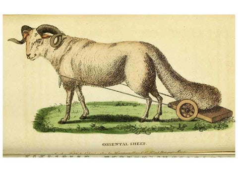 Reproducción/Reproduction 49122567832: The Naturalist's Pocket Magazine or compleat cabinet of the curiosities and beauties of nature.. London.. 