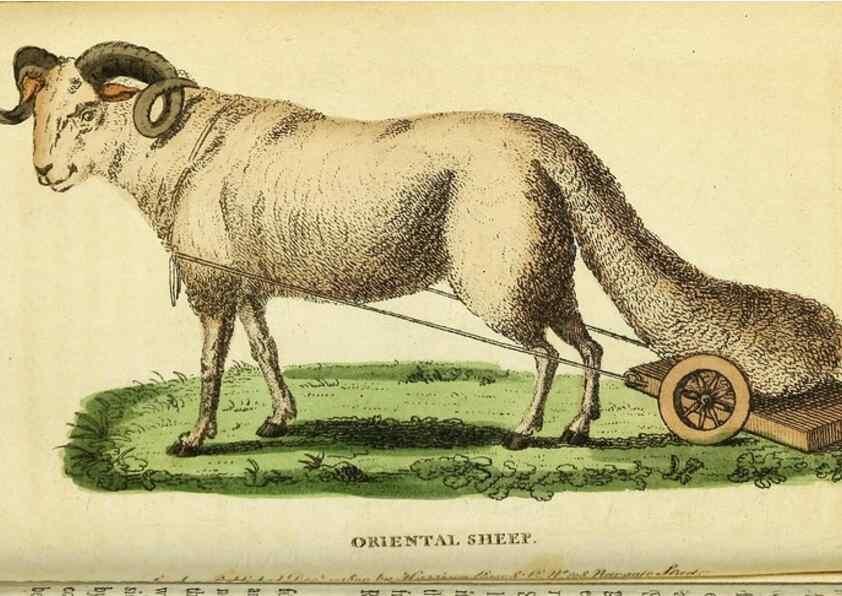 Reproducción/Reproduction 49122567832: The Naturalist's Pocket Magazine or compleat cabinet of the curiosities and beauties of nature.. London.. 