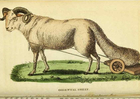 Reproducción/Reproduction 49122567832: The Naturalist's Pocket Magazine or compleat cabinet of the curiosities and beauties of nature.. London.. 