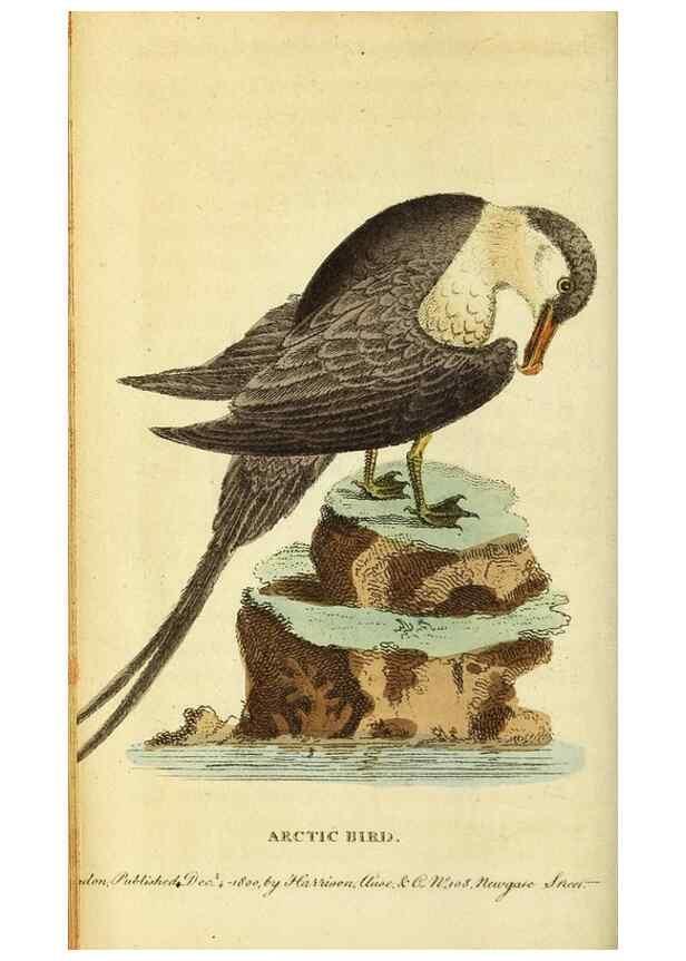 Reproducción/Reproduction 49122380991: The Naturalist's Pocket Magazine or compleat cabinet of the curiosities and beauties of nature.. London.. 