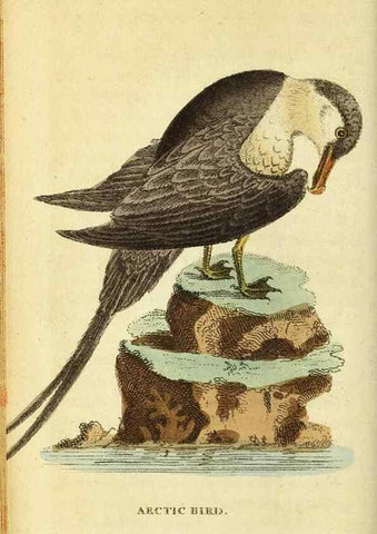 Reproducción/Reproduction 49122380991: The Naturalist's Pocket Magazine or compleat cabinet of the curiosities and beauties of nature.. London.. 