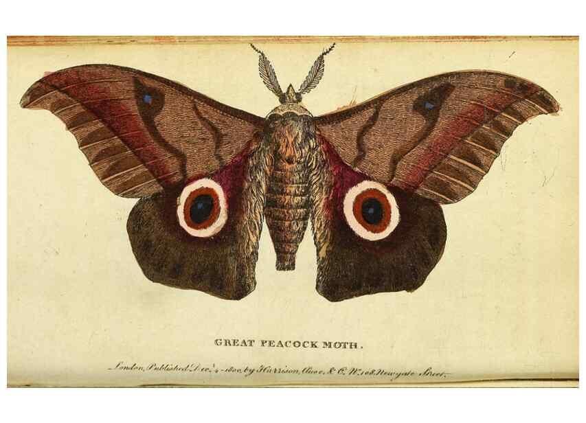 Reproducción/Reproduction 49122381491: The Naturalist's Pocket Magazine or compleat cabinet of the curiosities and beauties of nature.. London.. 