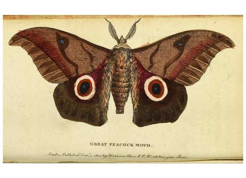 Reproducción/Reproduction 49122381491: The Naturalist's Pocket Magazine or compleat cabinet of the curiosities and beauties of nature.. London.. 