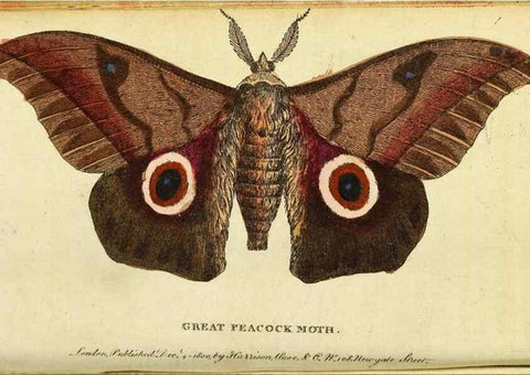 Reproducción/Reproduction 49122381491: The Naturalist's Pocket Magazine or compleat cabinet of the curiosities and beauties of nature.. London.. 