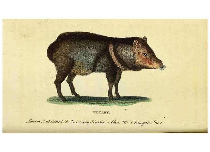 Reproducción/Reproduction 49122569177: The Naturalist's Pocket Magazine or compleat cabinet of the curiosities and beauties of nature.. London.. 
