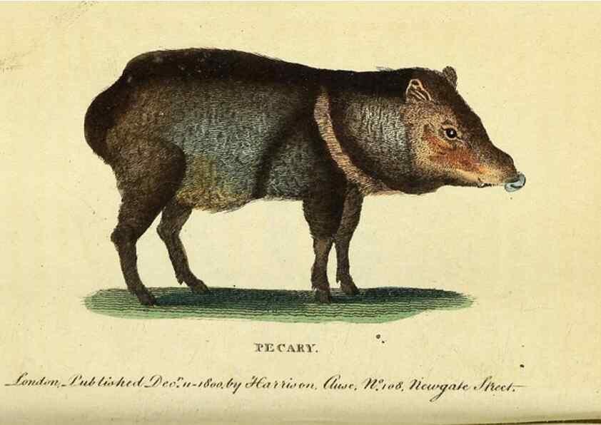 Reproducción/Reproduction 49122569177: The Naturalist's Pocket Magazine or compleat cabinet of the curiosities and beauties of nature.. London.. 