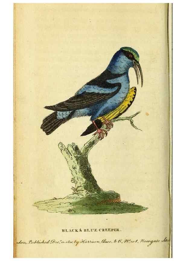 Reproducción/Reproduction 49122382411: The Naturalist's Pocket Magazine or compleat cabinet of the curiosities and beauties of nature.. London.. 