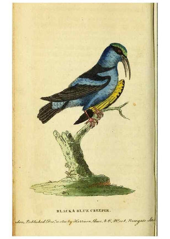 Reproducción/Reproduction 49122382411: The Naturalist's Pocket Magazine or compleat cabinet of the curiosities and beauties of nature.. London.. 