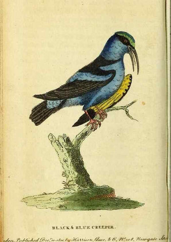 Reproducción/Reproduction 49122382411: The Naturalist's Pocket Magazine or compleat cabinet of the curiosities and beauties of nature.. London.. 