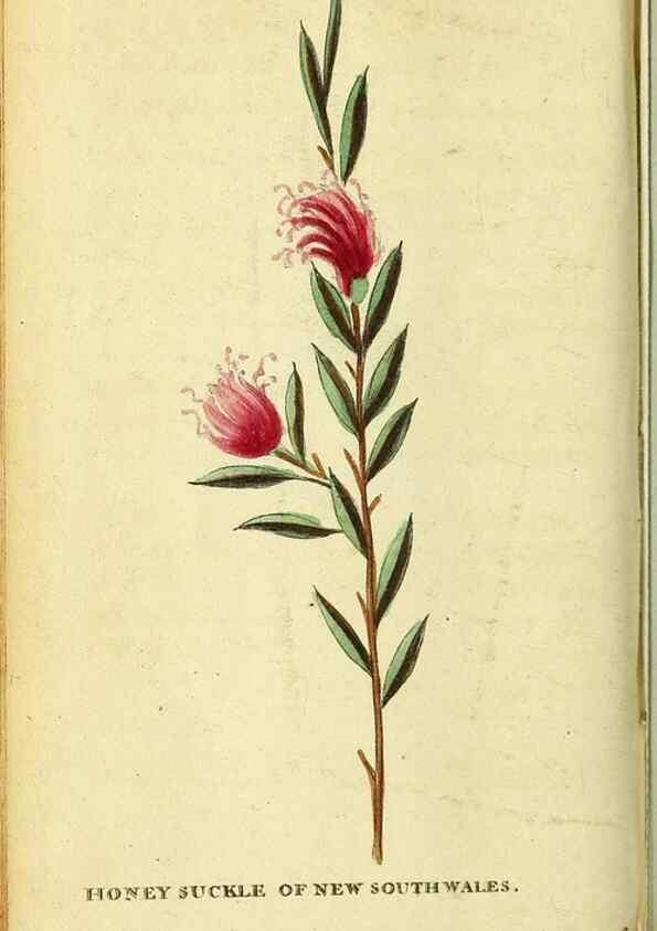 Reproducción/Reproduction 49121879963: The Naturalist's Pocket Magazine or compleat cabinet of the curiosities and beauties of nature.. London.. 