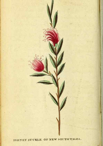 Reproducción/Reproduction 49121879963: The Naturalist's Pocket Magazine or compleat cabinet of the curiosities and beauties of nature.. London.. 
