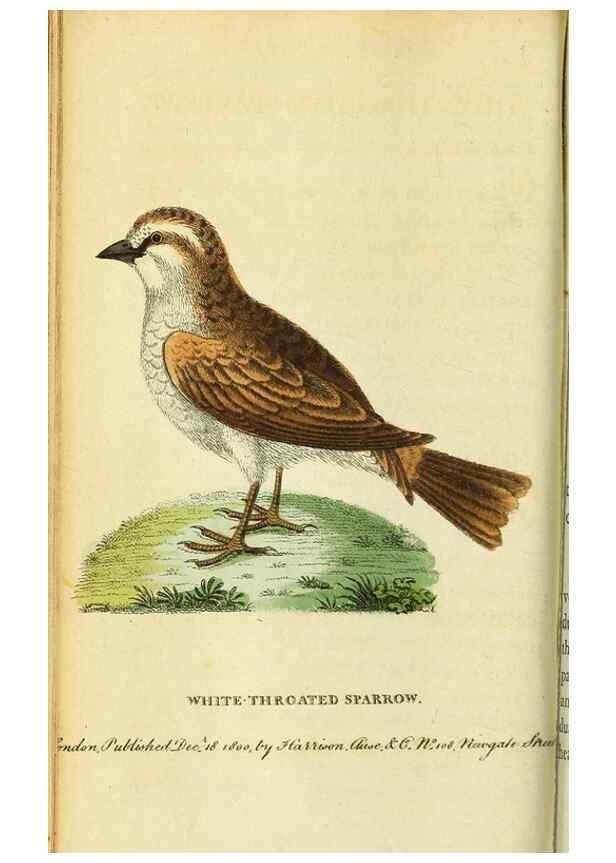 Reproducción/Reproduction 49122570912: The Naturalist's Pocket Magazine or compleat cabinet of the curiosities and beauties of nature.. London.. 