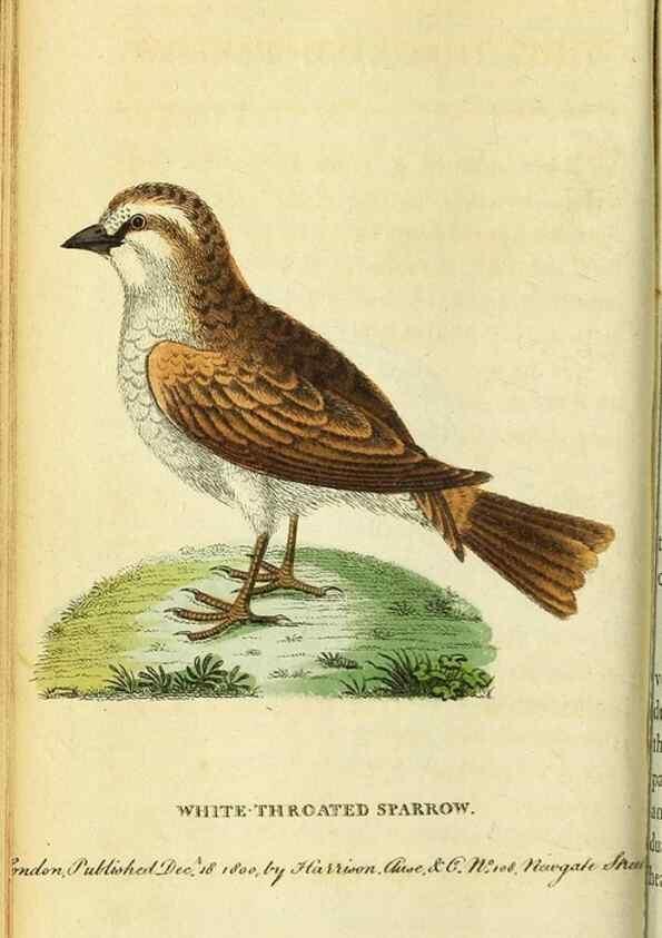 Reproducción/Reproduction 49122570912: The Naturalist's Pocket Magazine or compleat cabinet of the curiosities and beauties of nature.. London.. 