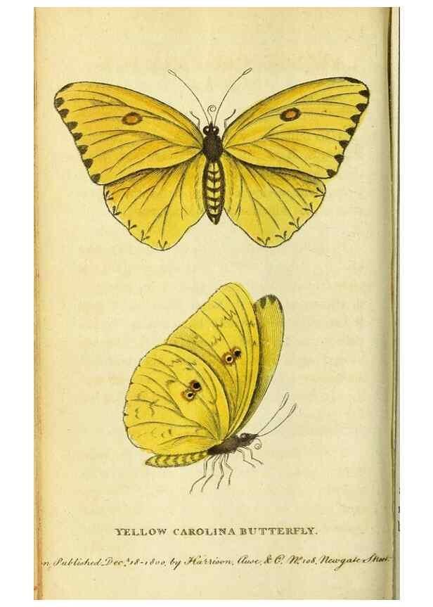 Reproducción/Reproduction 49122571337: The Naturalist's Pocket Magazine or compleat cabinet of the curiosities and beauties of nature.. London.. 